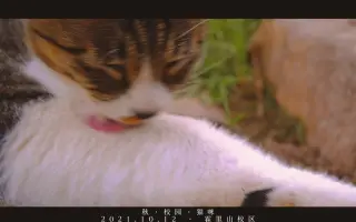 短视频治愈猫咪