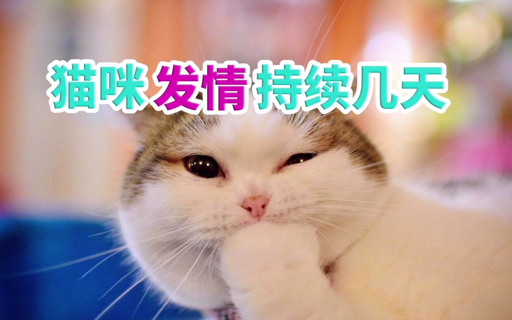 猫咪发情持续几天哔哩哔哩bilibili