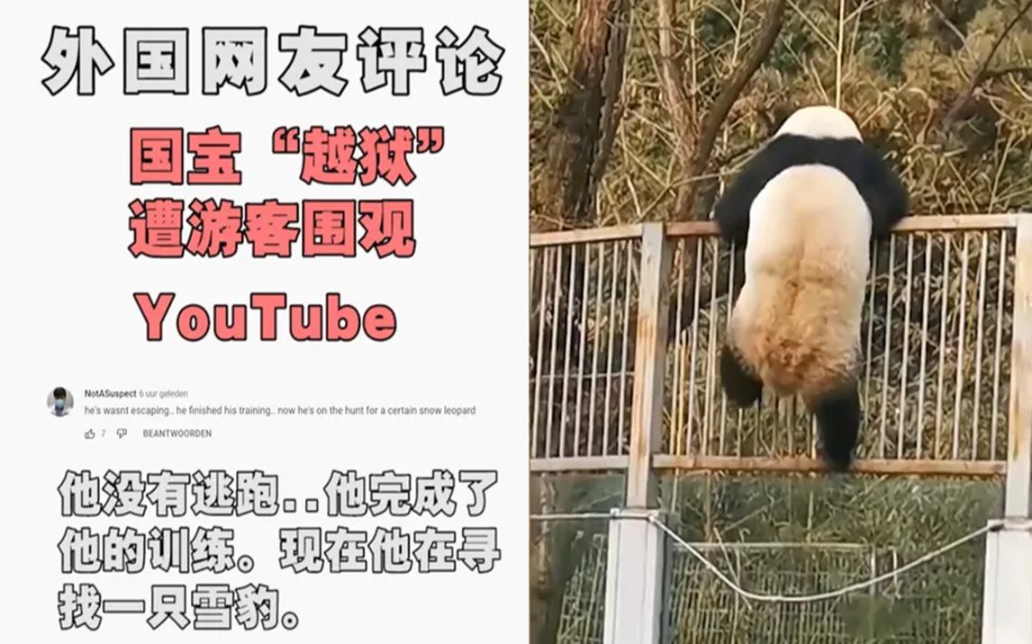 大熊猫"越狱"爬出围墙火到国外,外国网友:他想找雪豹决斗!