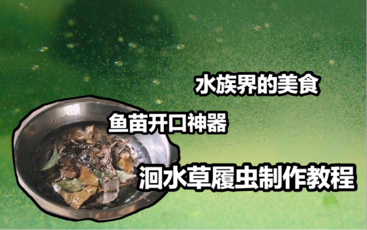 活动作品洄水草履虫制作教程鱼苗开口神器水族界的美食音频修正版