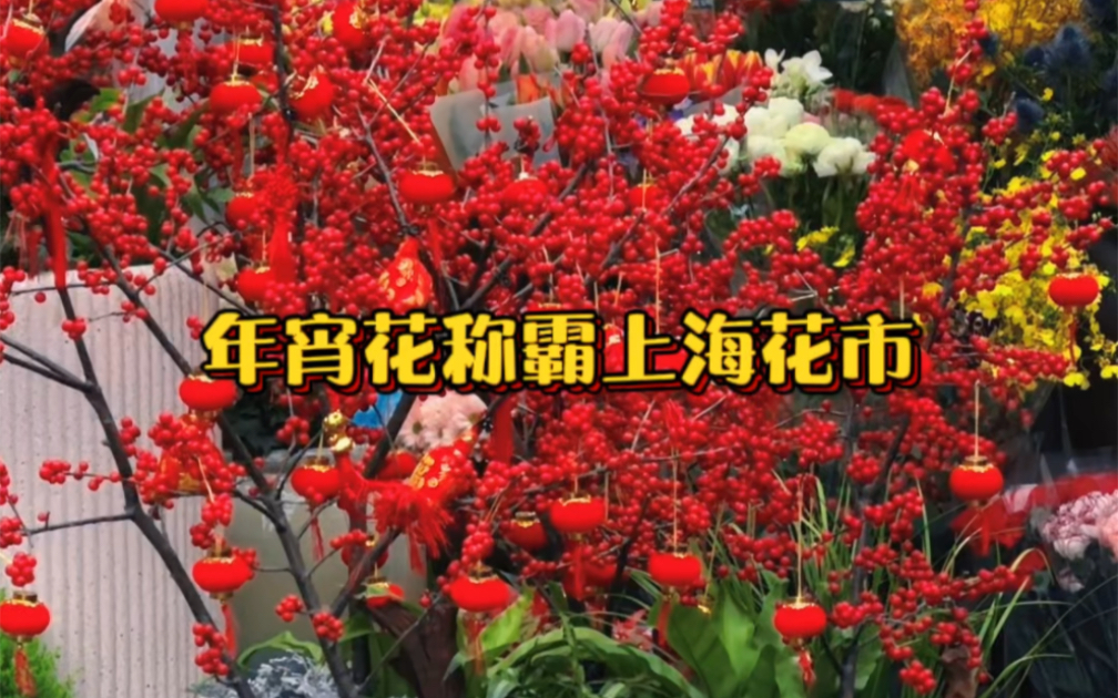 年宵花称霸上海花市,你喜欢哪一款?哔哩哔哩bilibili