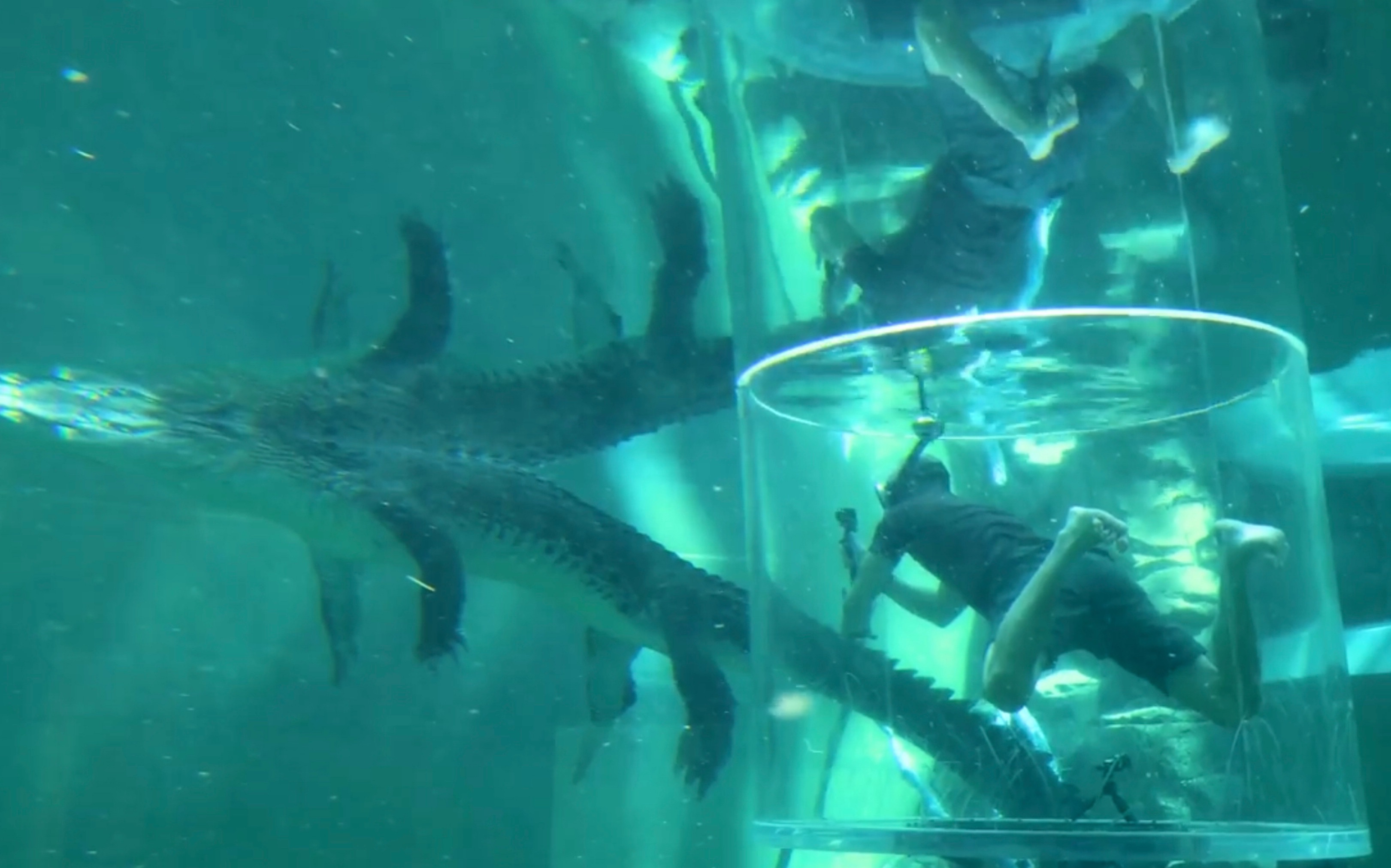 全世界最酷的鳄鱼馆!Surviving a Cage of Death!Brave Wilderness探访Crocosaurus cove 这场地小河都馋哭了哔哩哔哩bilibili