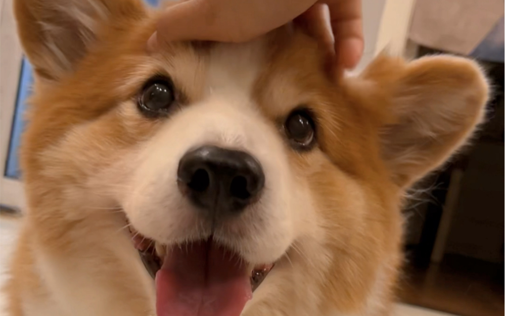 乖乖狗拍拍头,拍拍头嘻嘻笑