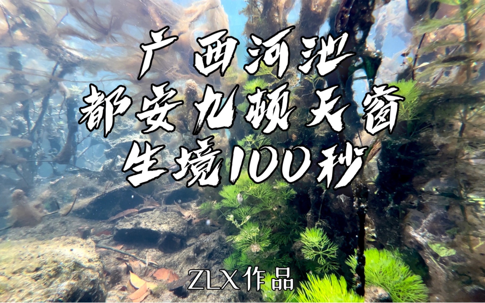 水下生境100秒|广西河池都安九顿天窗 3 这是一处原生物种和入侵物种混杂的世界,茂盛的靖西海菜花是这里的标志哔哩哔哩bilibili