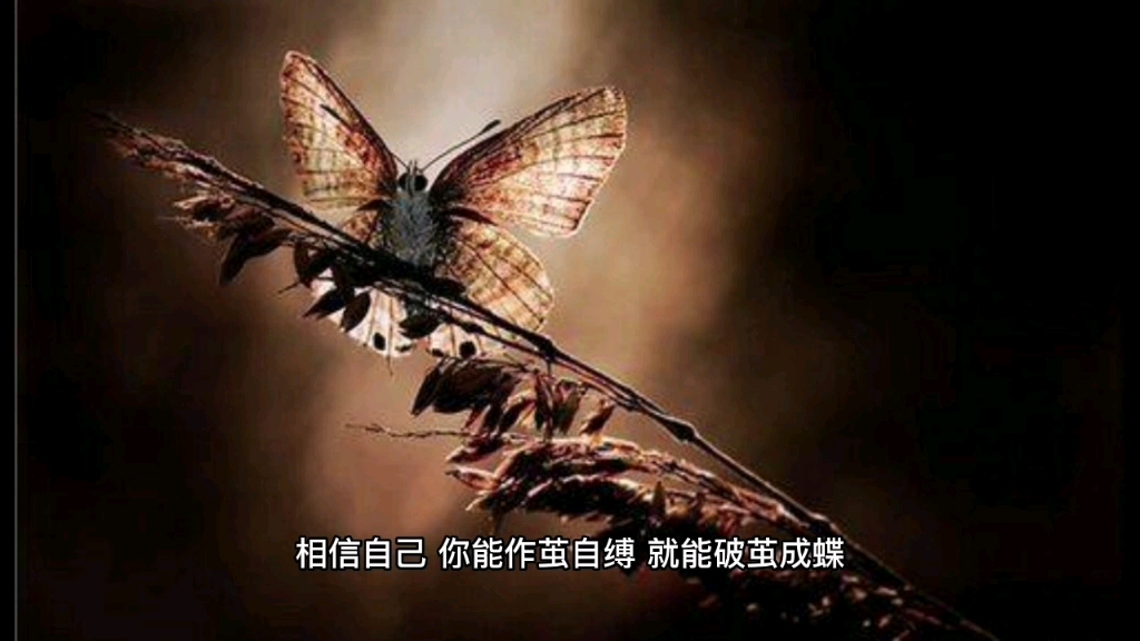 相信自己你能作茧自缚就能破茧成蝶