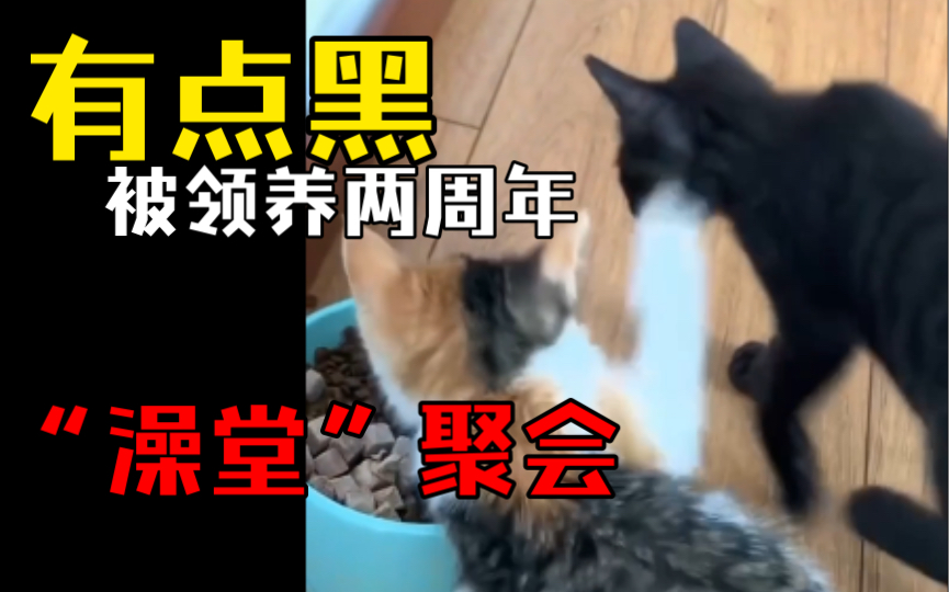 有点黑回馈猫德学院冤大兔,被领养两周年澡堂聚会哔哩哔哩bilibili