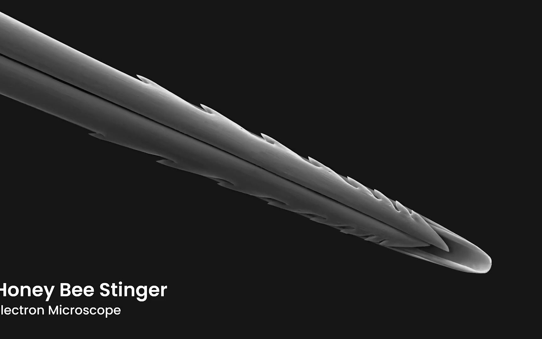 蜜蜂刺针结构介绍.