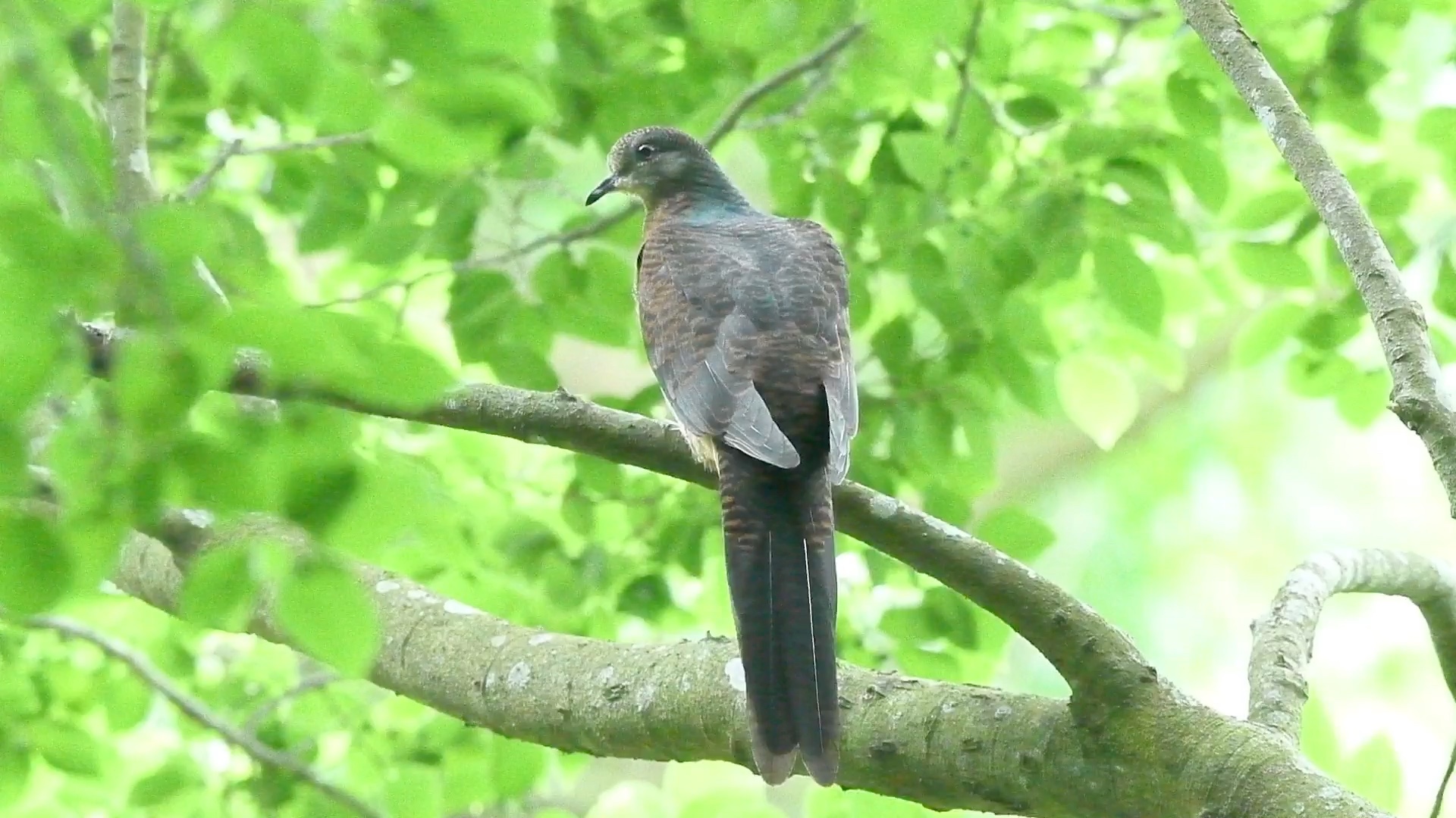 它不是一般斑鸠,它是国家二级保护动物斑尾鹃鸠.