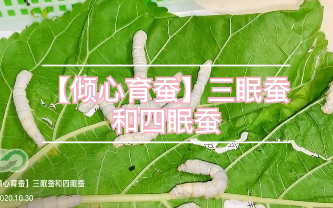活动作品倾心育蚕三眠蚕和四眠蚕