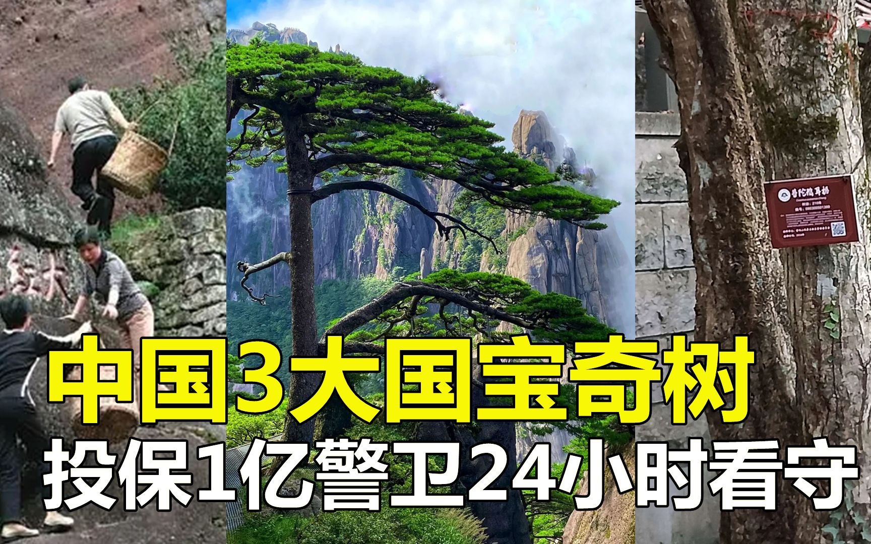 [图]中国3大国宝奇树：1棵投保1亿，1棵警卫全天看守，1棵是地球独苗