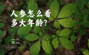 Download Video: 如何根据人参的植株形态判断人参的年龄