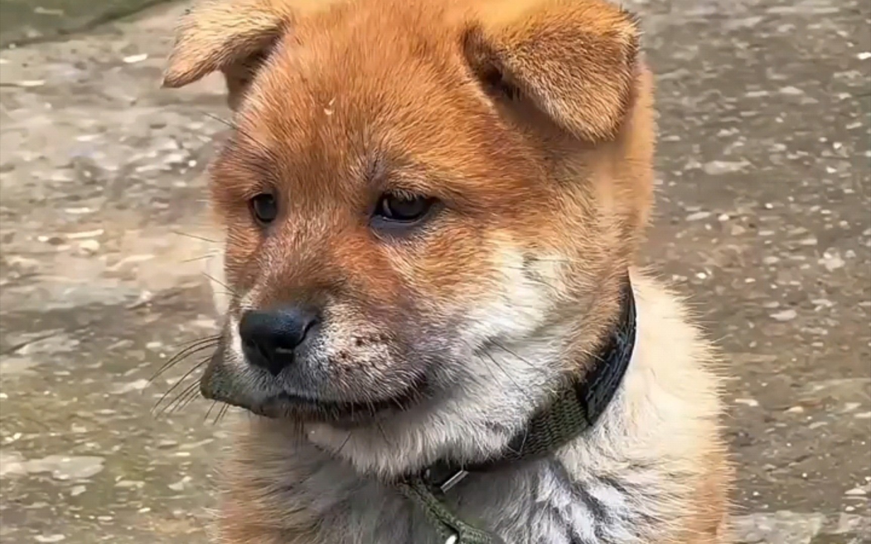 中华田园犬十大品种(中)