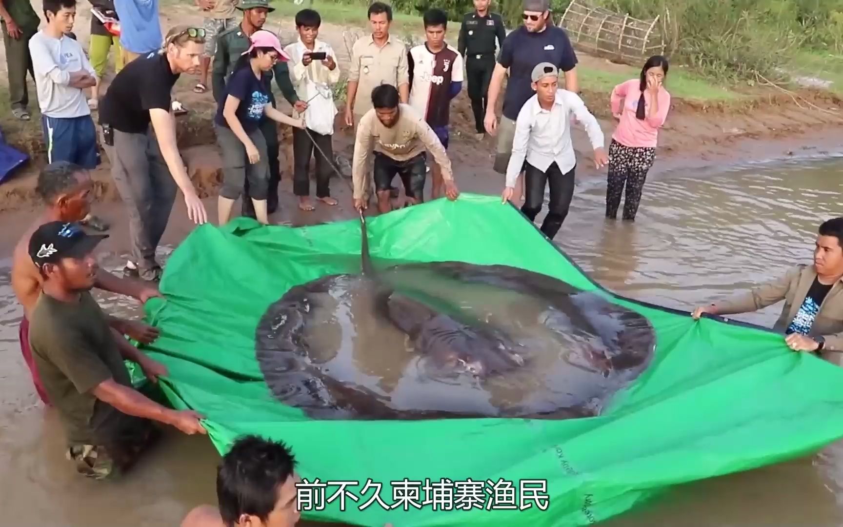 全球最大的淡水鱼!湄公河捕获600斤黄貂鱼,这种鱼能吃吗?哔哩哔哩bilibili