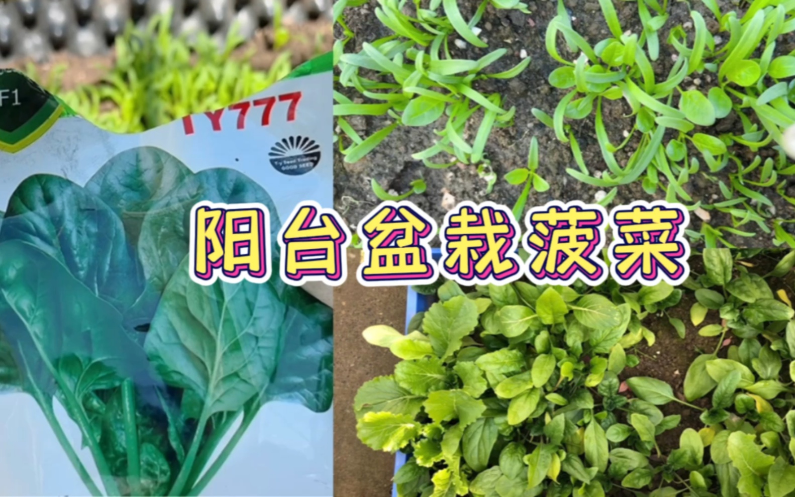 秋冬的菠菜种植了吗?一起在阳台种菠菜吧哔哩哔哩bilibili