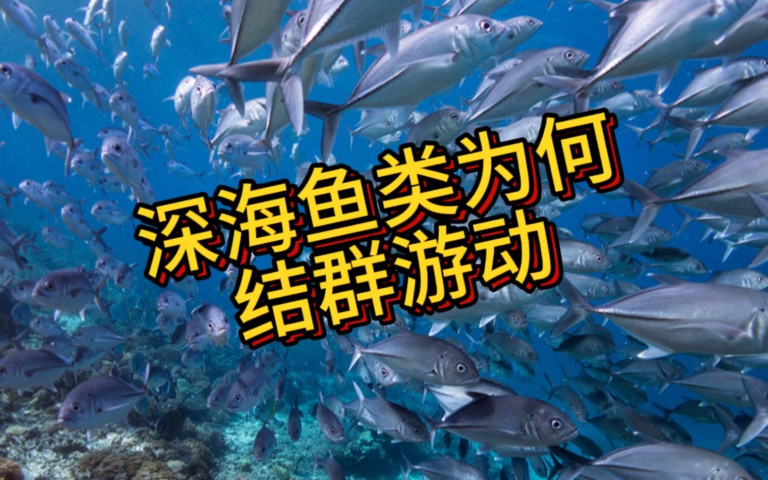 深海鱼群为何结群游动