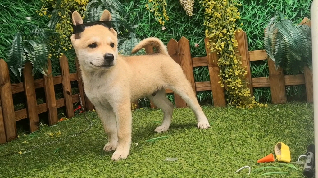 田园犬 小黄 养黄狗就养这样的 黄白分明 长大颜值高_哔哩哔哩