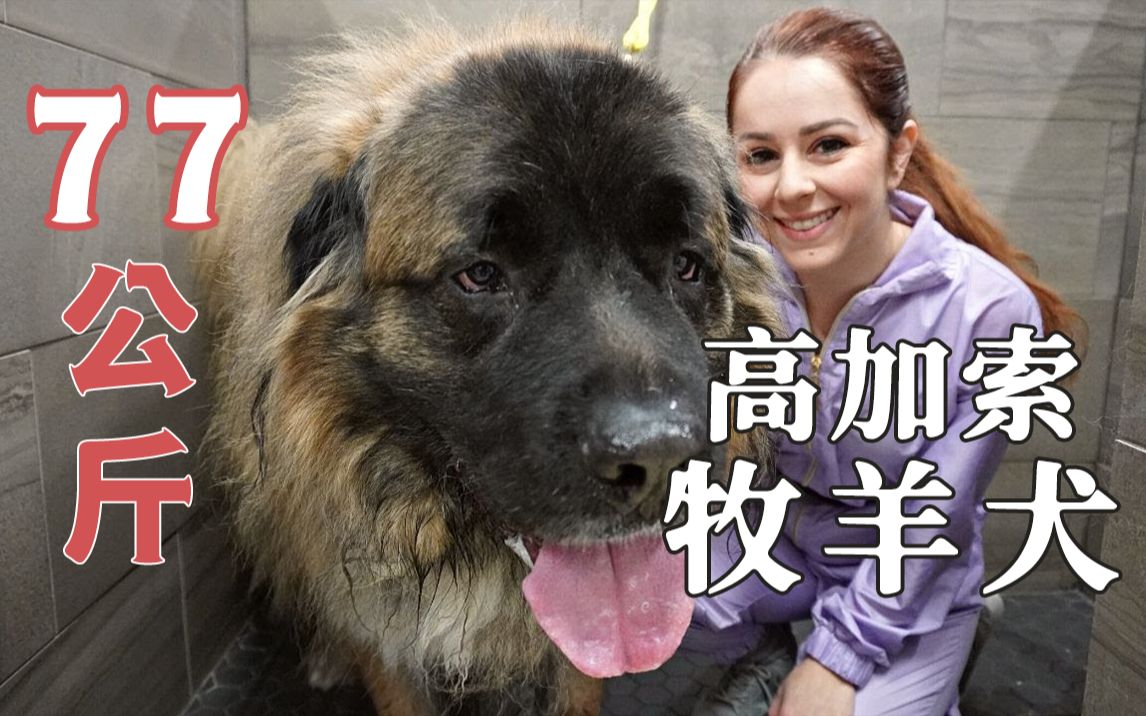 [图]给77公斤的“犬中之王”高加索牧羊犬洗澡，是什么体验？