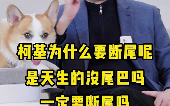 柯基为什么要断尾呢,是天生的没尾巴吗,一定要断尾吗哔哩哔哩bilibili