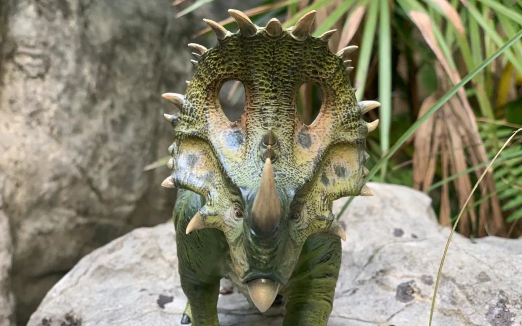 本心楠改～中国角龙外拍照