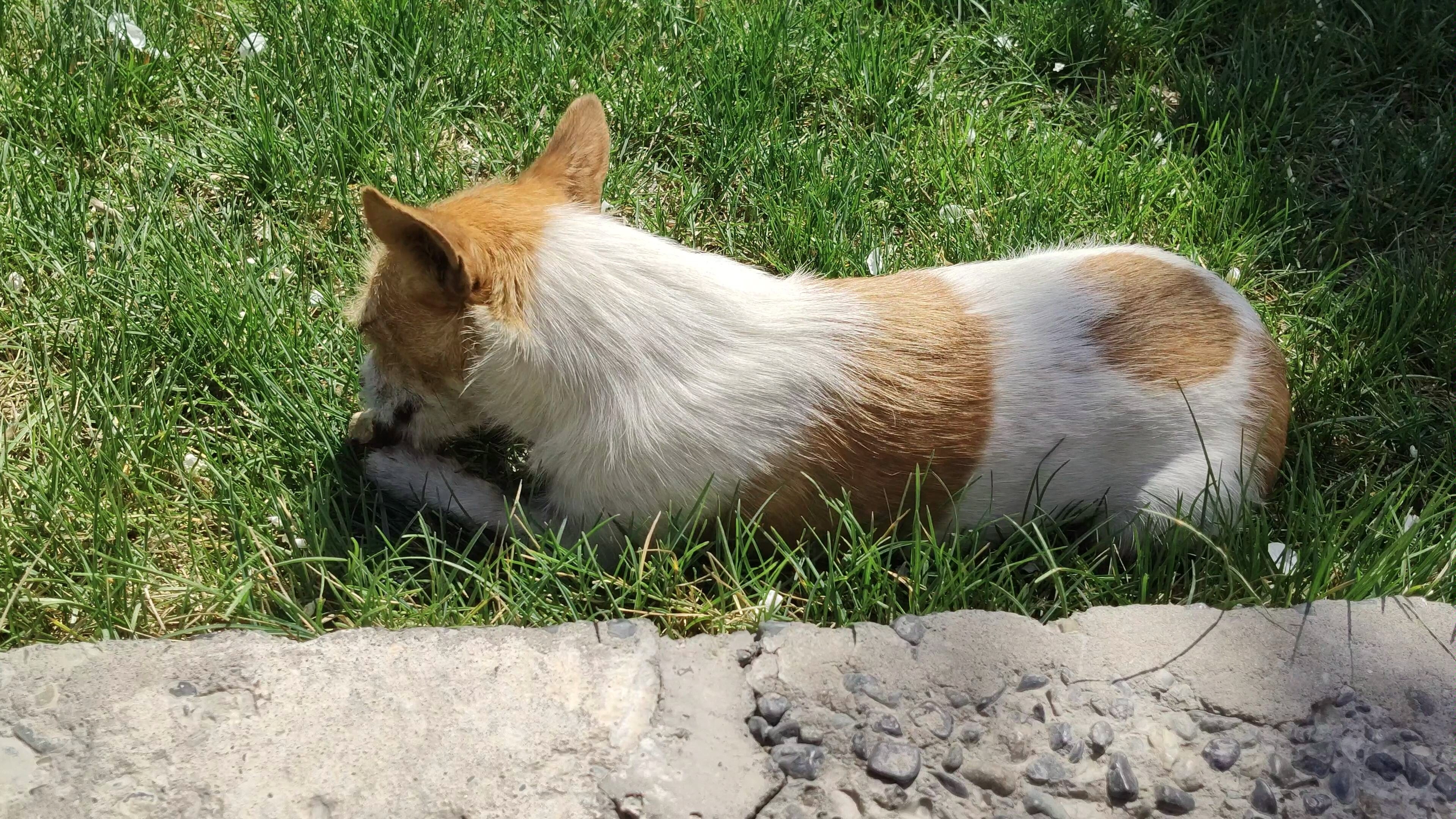 【流浪狗】校园里的常住无尾狗狗