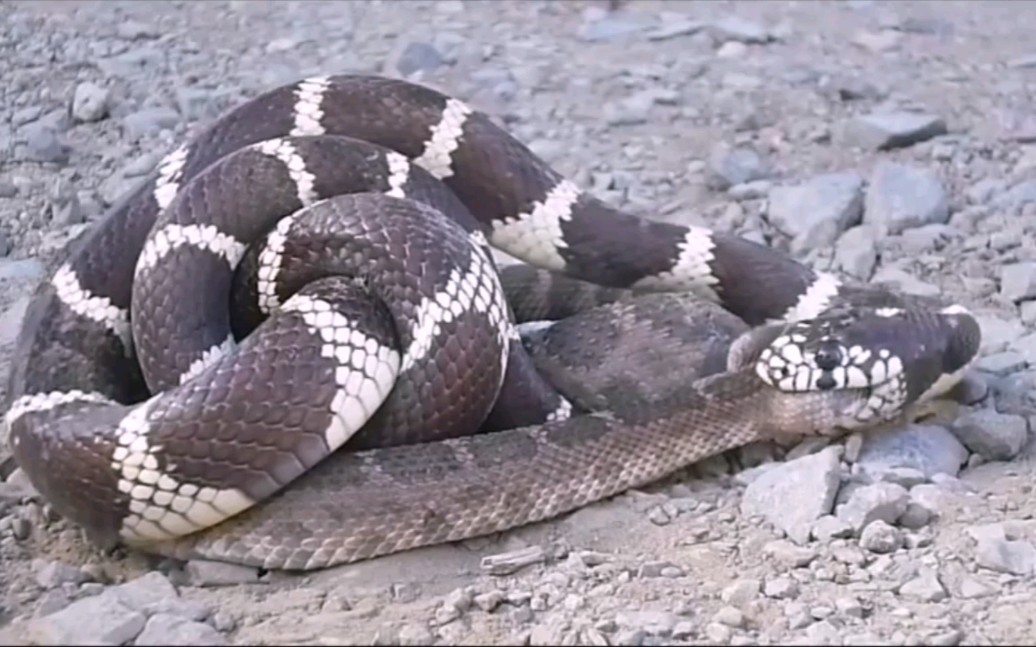 响尾蛇大战加州王蛇,最后既然被加州王蛇蛇生擒活吞下去