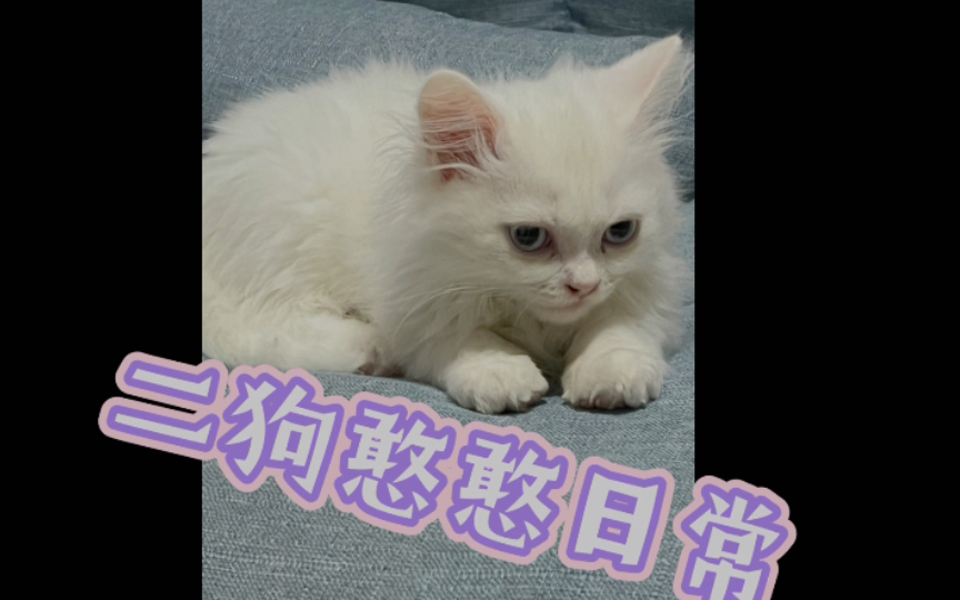 [图]二狗憨憨日常1，小猫咪叫二狗，自带搞笑属性