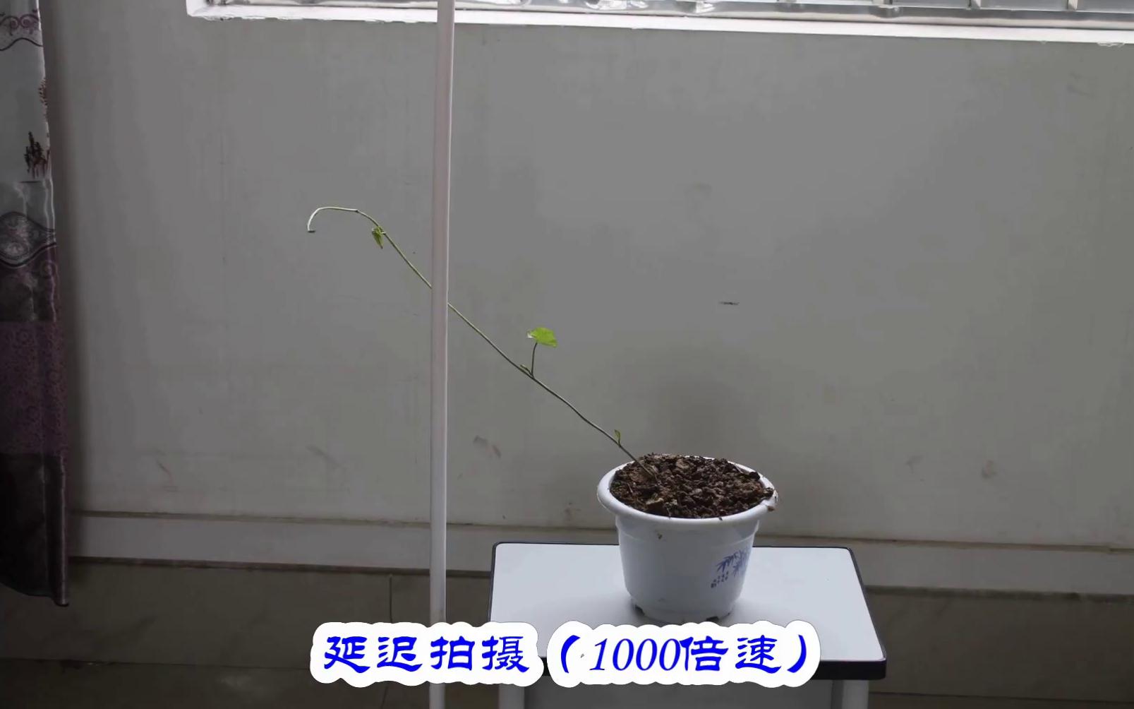 藤蔓植物是怎样找到攀援物的?哔哩哔哩bilibili