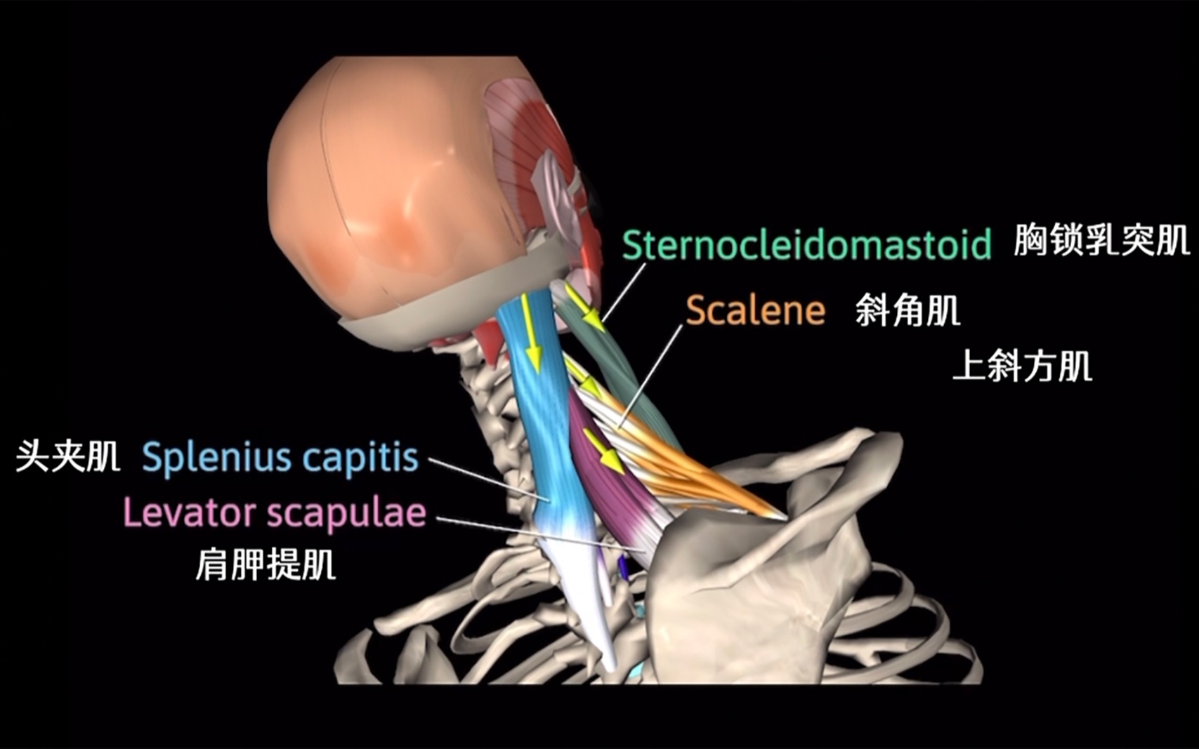 颈椎解剖动画哔哩哔哩bilibili