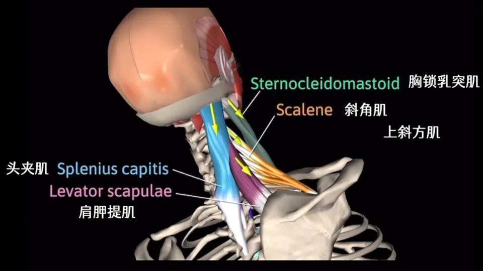 3D颈椎解剖学Cervical Vertebrae Anatomy 3D_哔哩哔哩_bilibili