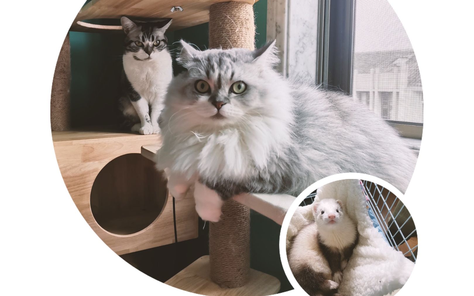 【貂猫日常】取标题好难