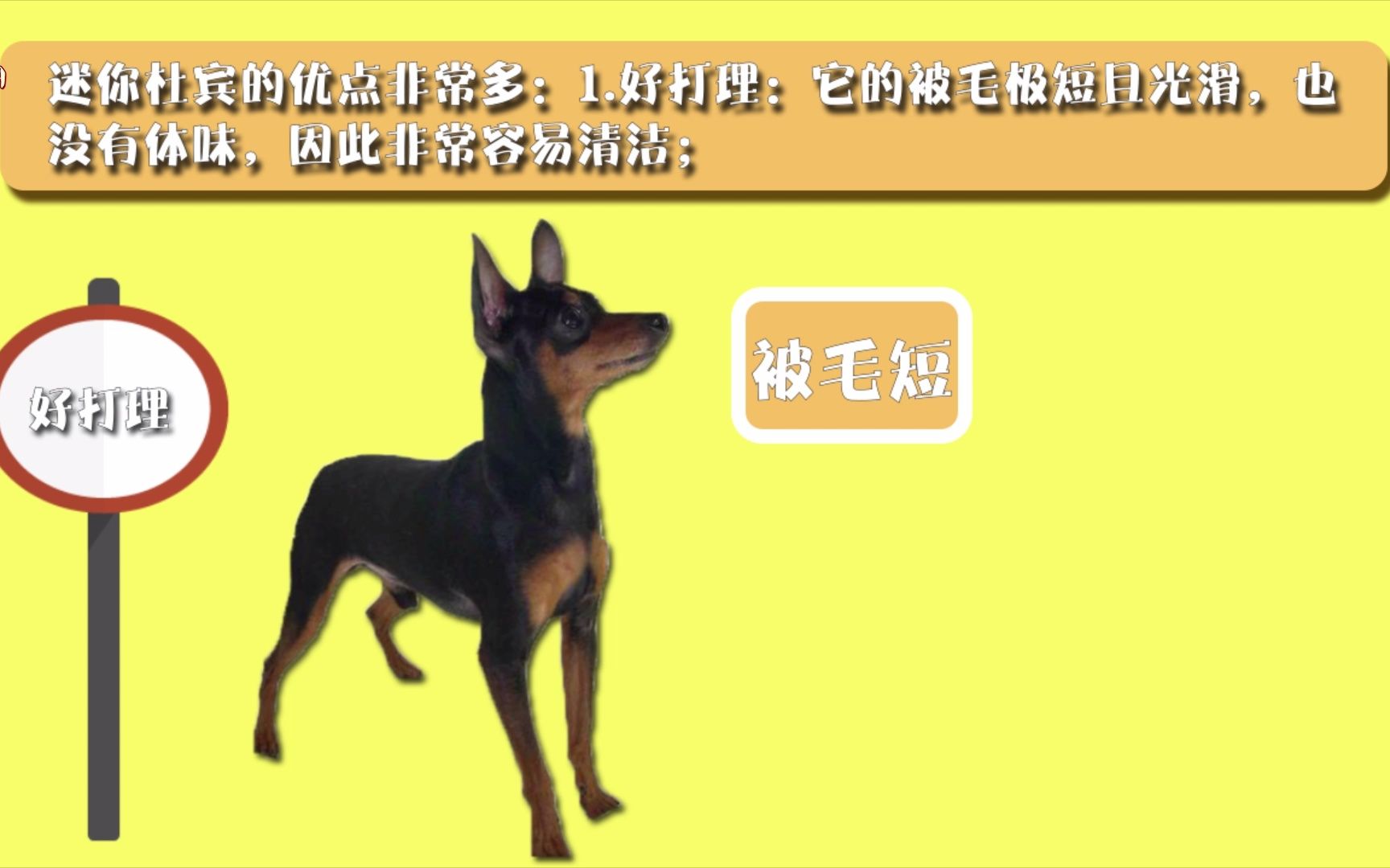 鹿犬迷你杜宾优缺点哔哩哔哩bilibili