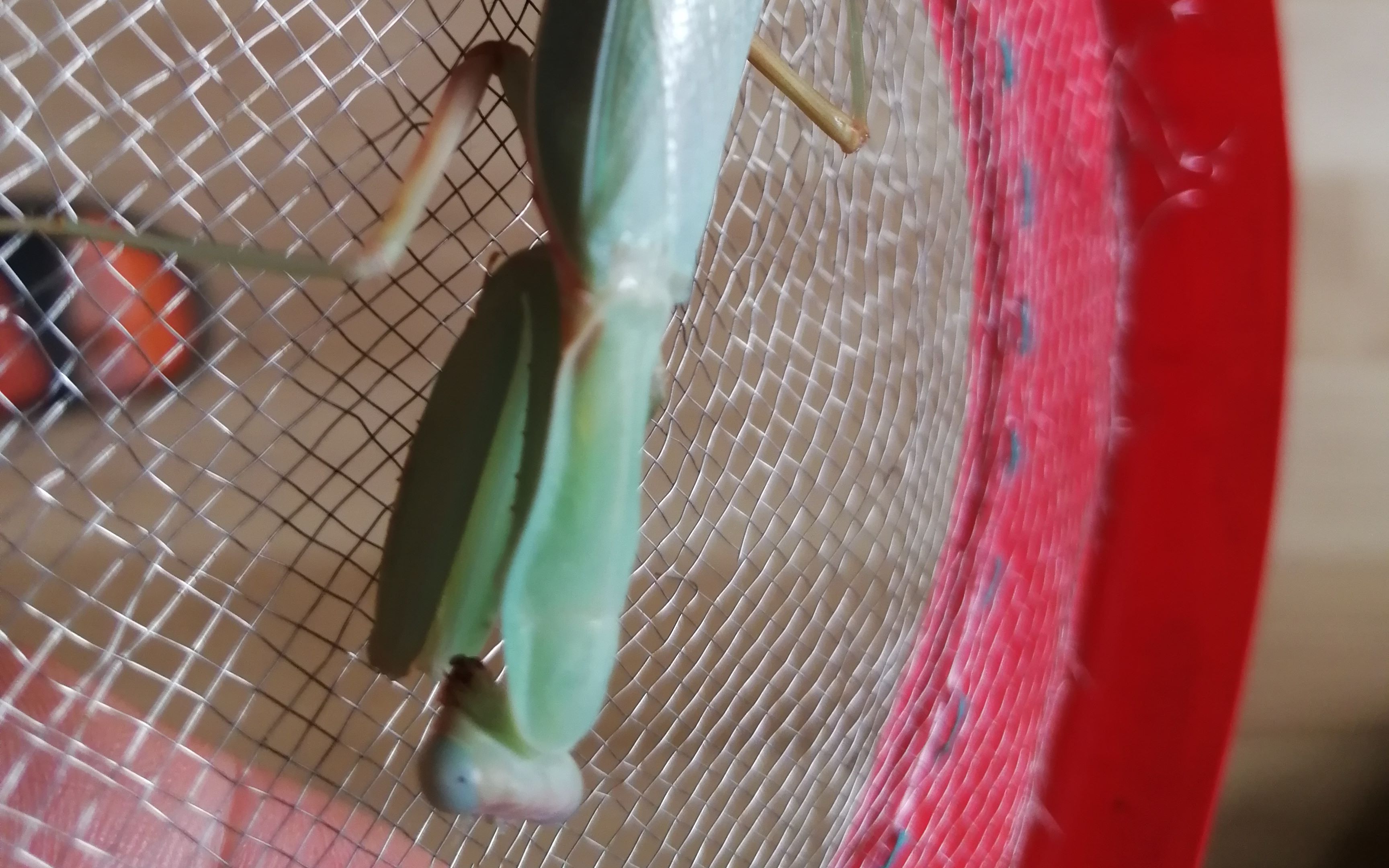 雄性多刺斧螳羽化过程_哔哩哔哩 (゜-゜)つロ 干杯~-bilibili