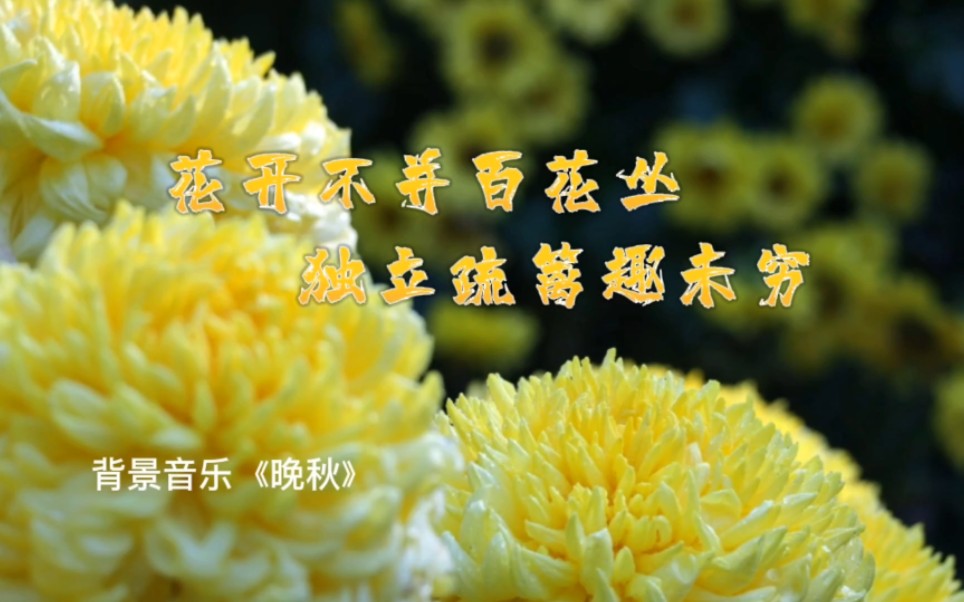 [图]花开不并百花丛 独立疏篱趣未穷