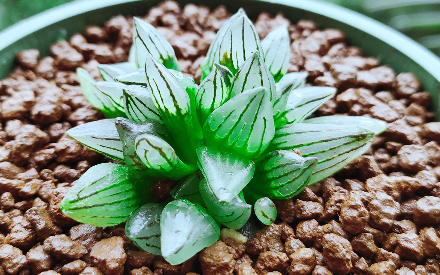 西瓜寿几年前上千元的多肉现在只要30元了这翡翠般的质感便宜了我也爱