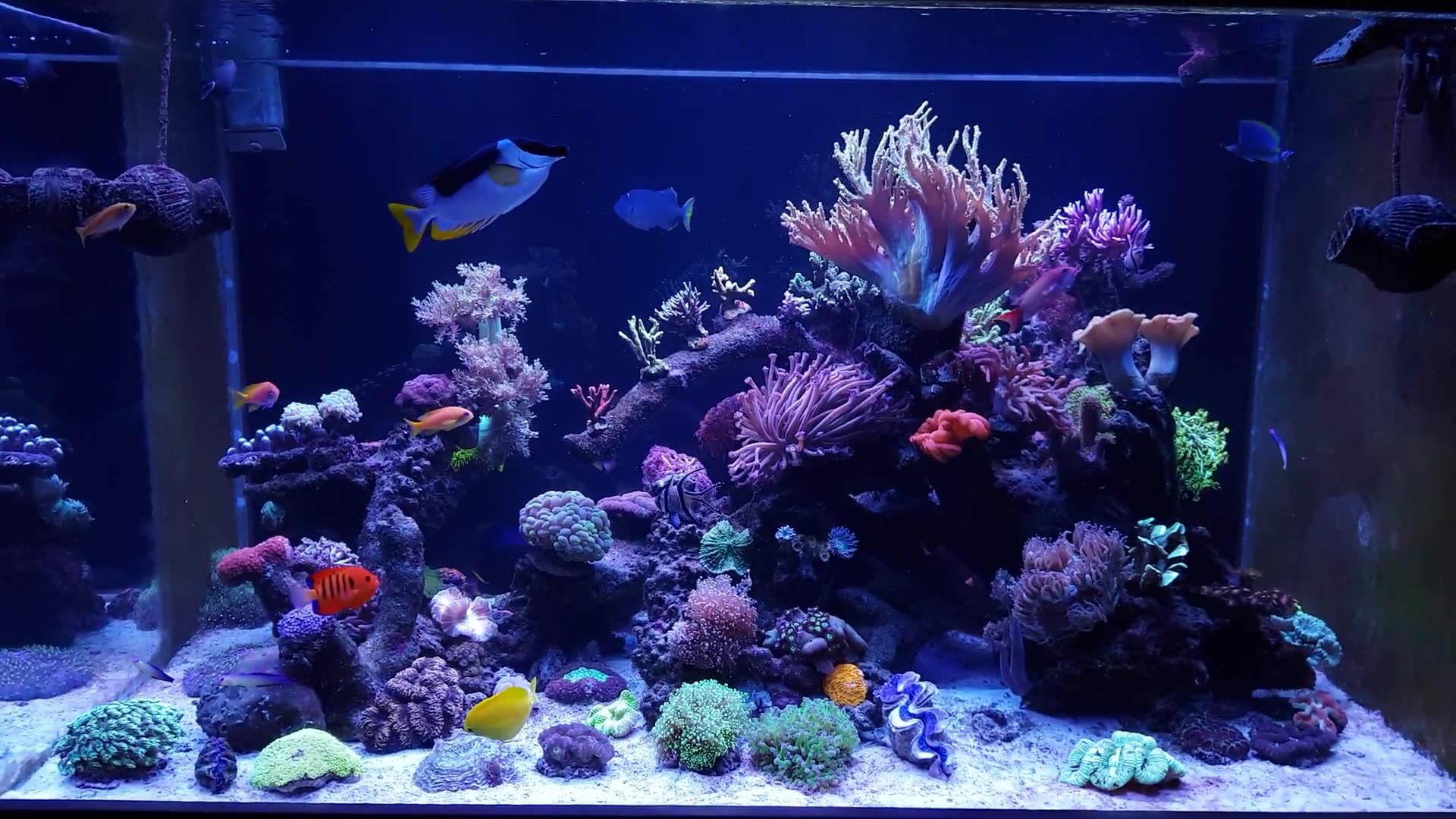 海缸小型家庭珊瑚缸