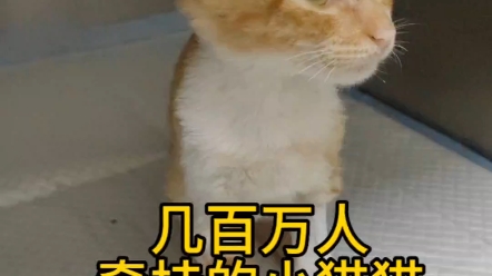 母爱的伟大让猫妈妈割舍哔哩哔哩bilibili