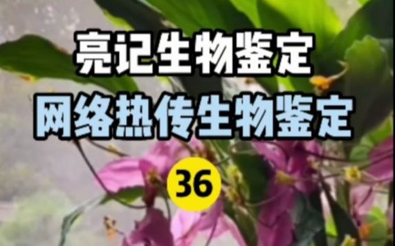 【亮记生物鉴定】网络热传生物鉴定36哔哩哔哩bilibili