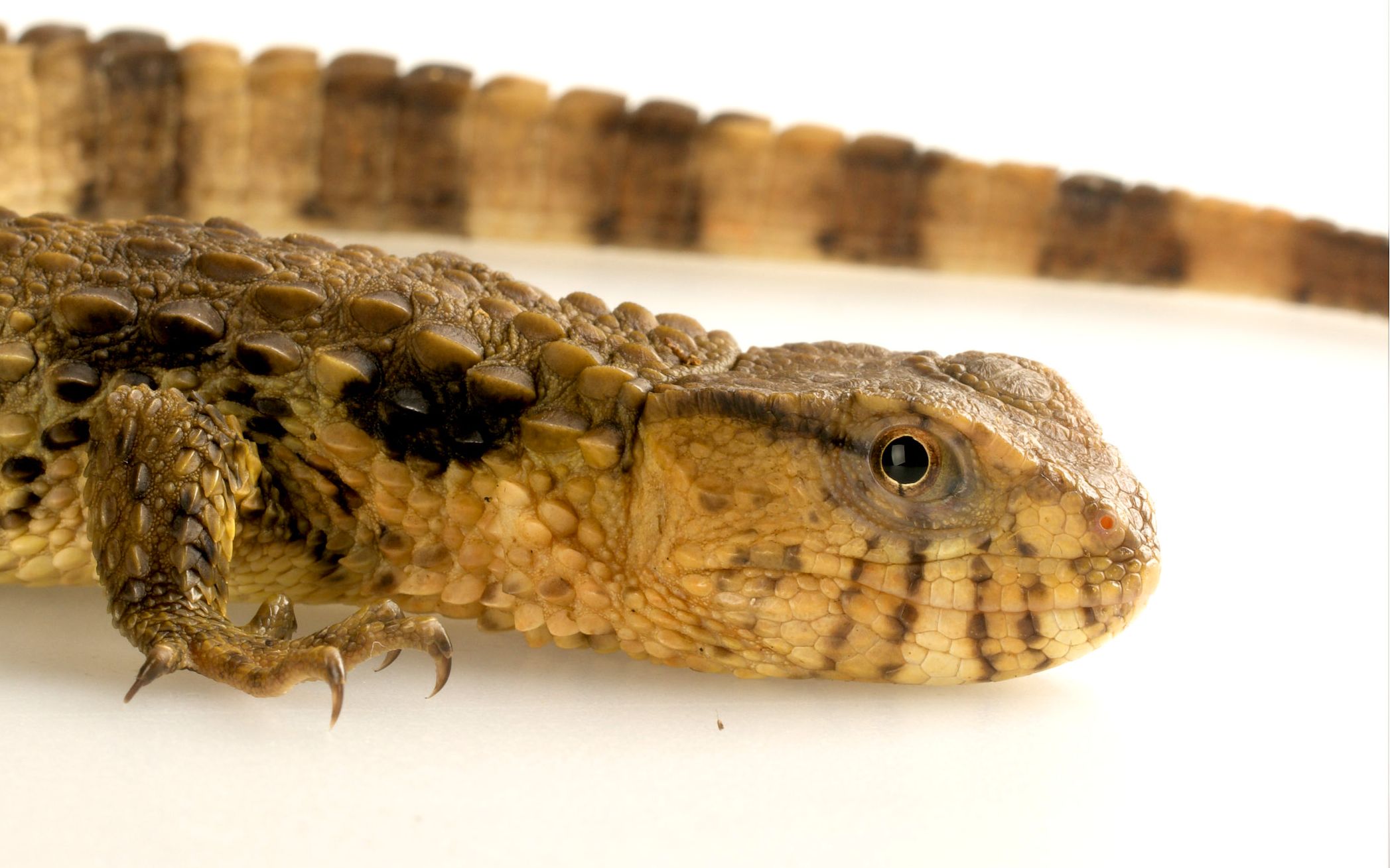 【国宝·瑶山鳄蜥】水下生育实拍_哔哩哔哩 (゜-゜)つロ 干杯~-bili