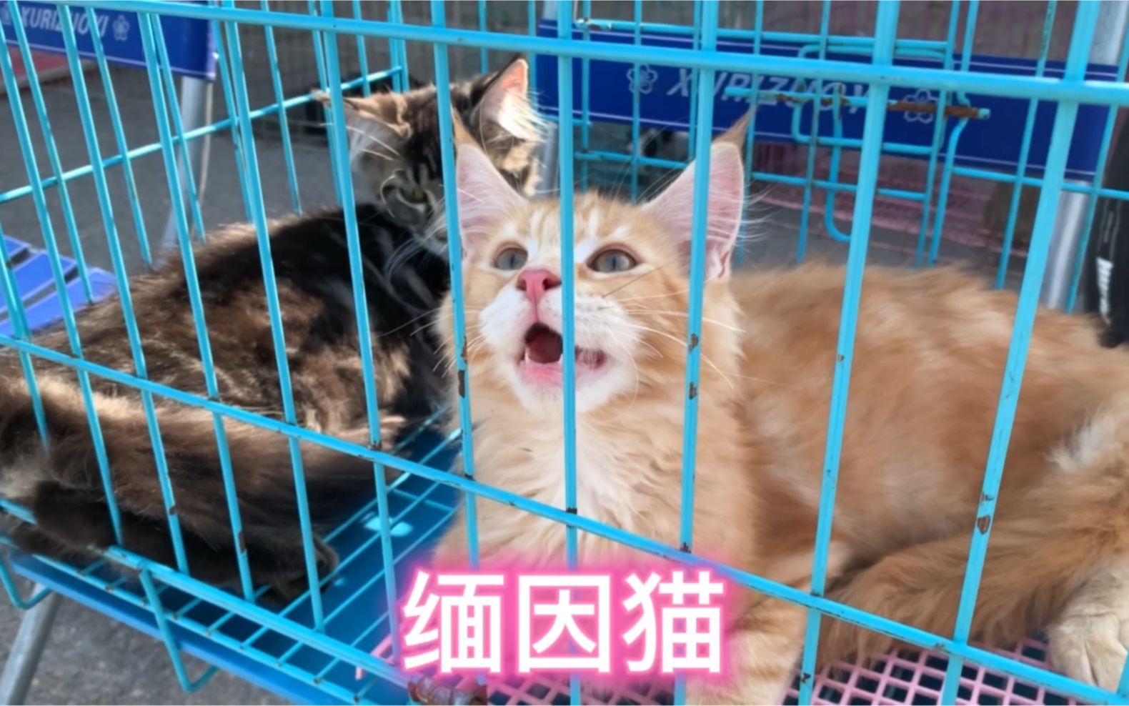 [图]外表霸气十足的缅因猫