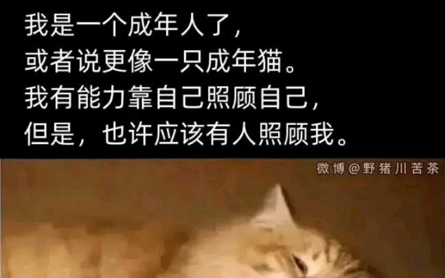 【梗图】“成年猫的世界没有容易二字…” 各种类型的meme(41)哔哩哔哩bilibili