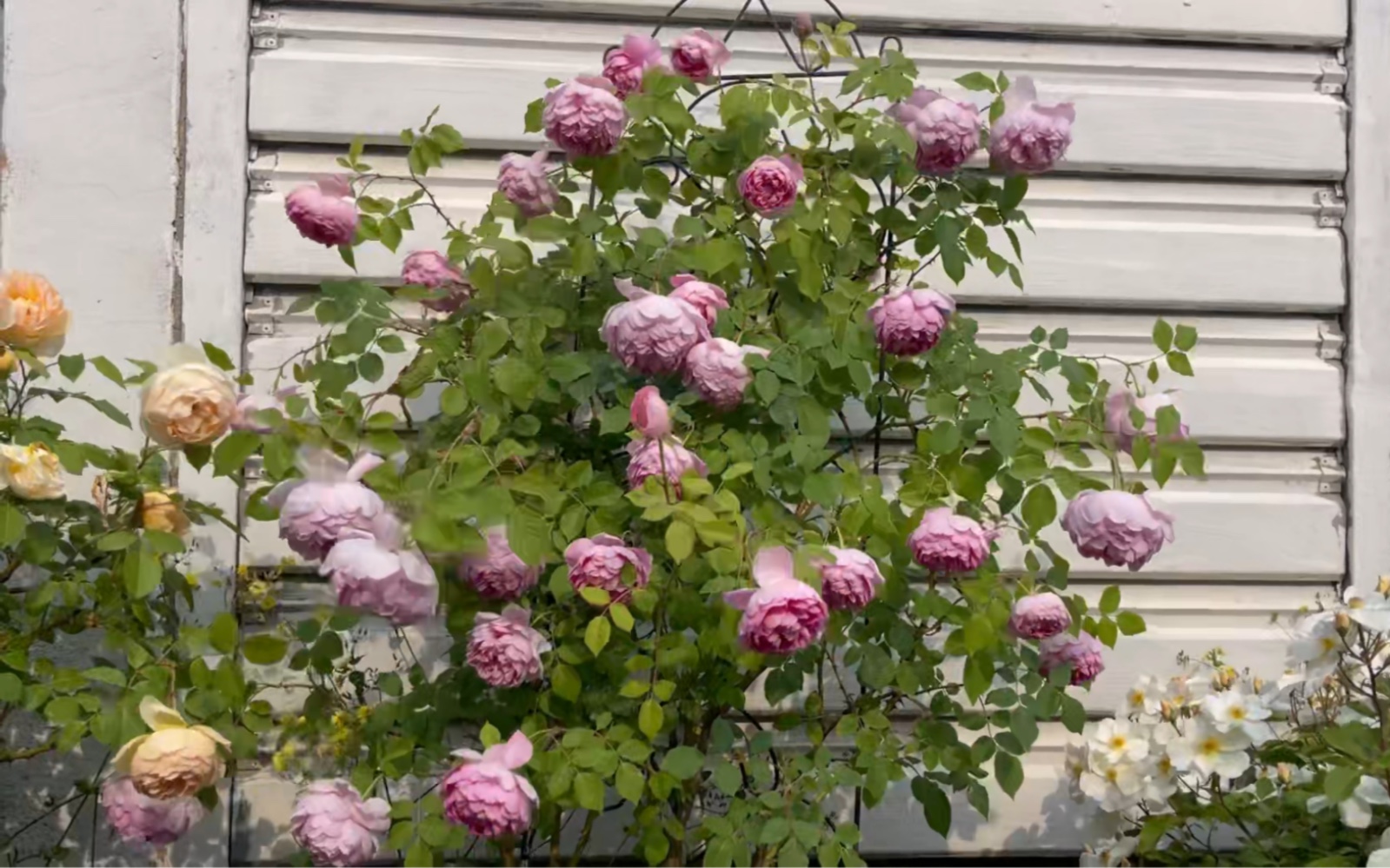 奥斯汀月季 菲尔先生 四季芍药花型小藤