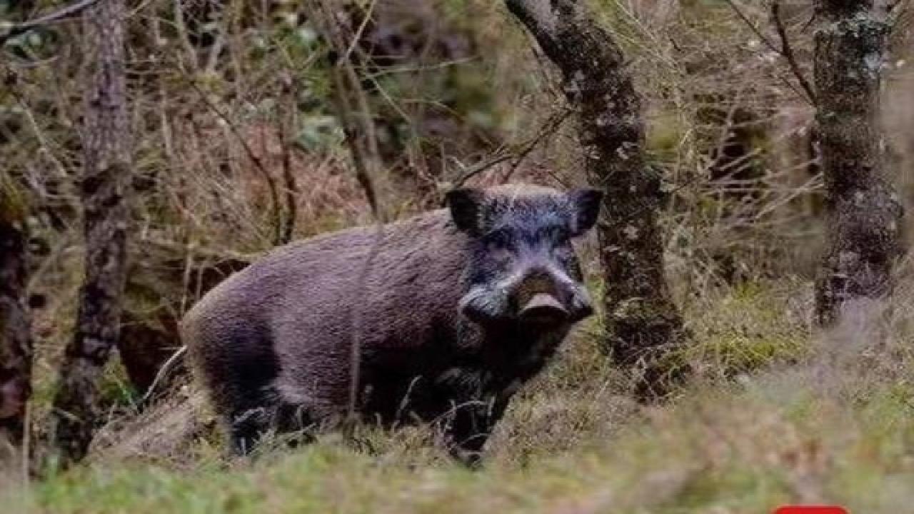 野猪泛滥成灾捕杀后能吃吗?专家:法律规定禁止食用野生动物哔哩哔哩bilibili