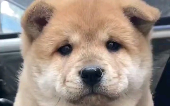 顶级小黄公花舌虎头猫耳尾正毛黄