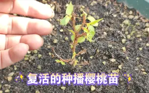 Descargar video: 复活的种播樱桃苗