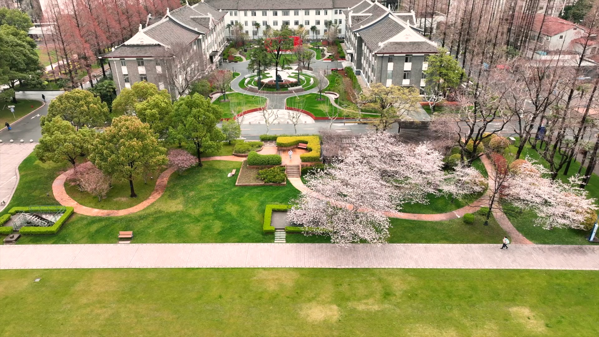 2022.03复旦大学光华楼樱花由于疫
