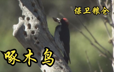 [图]【英国】【纪录片】为保卫粮仓而战斗的啄木鸟 A woodpecker fighting to defend a granary