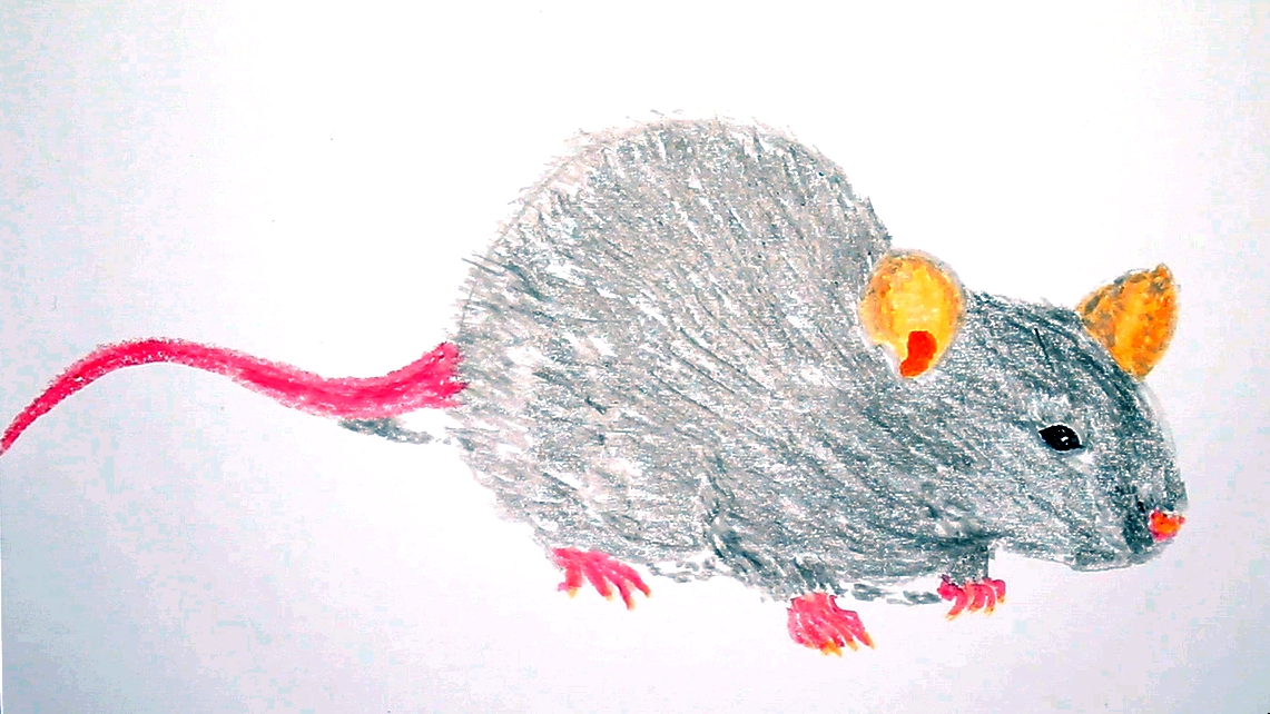 教孩子们用油画棒画真正的老鼠,也许不可爱但是很真实