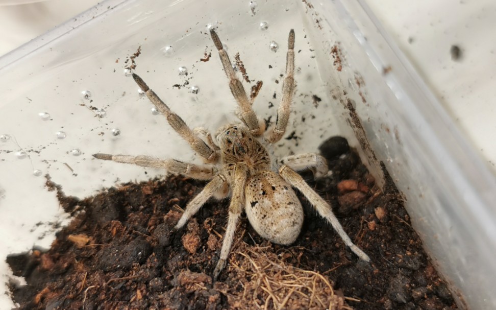 新疆巨型大蜘蛛图片