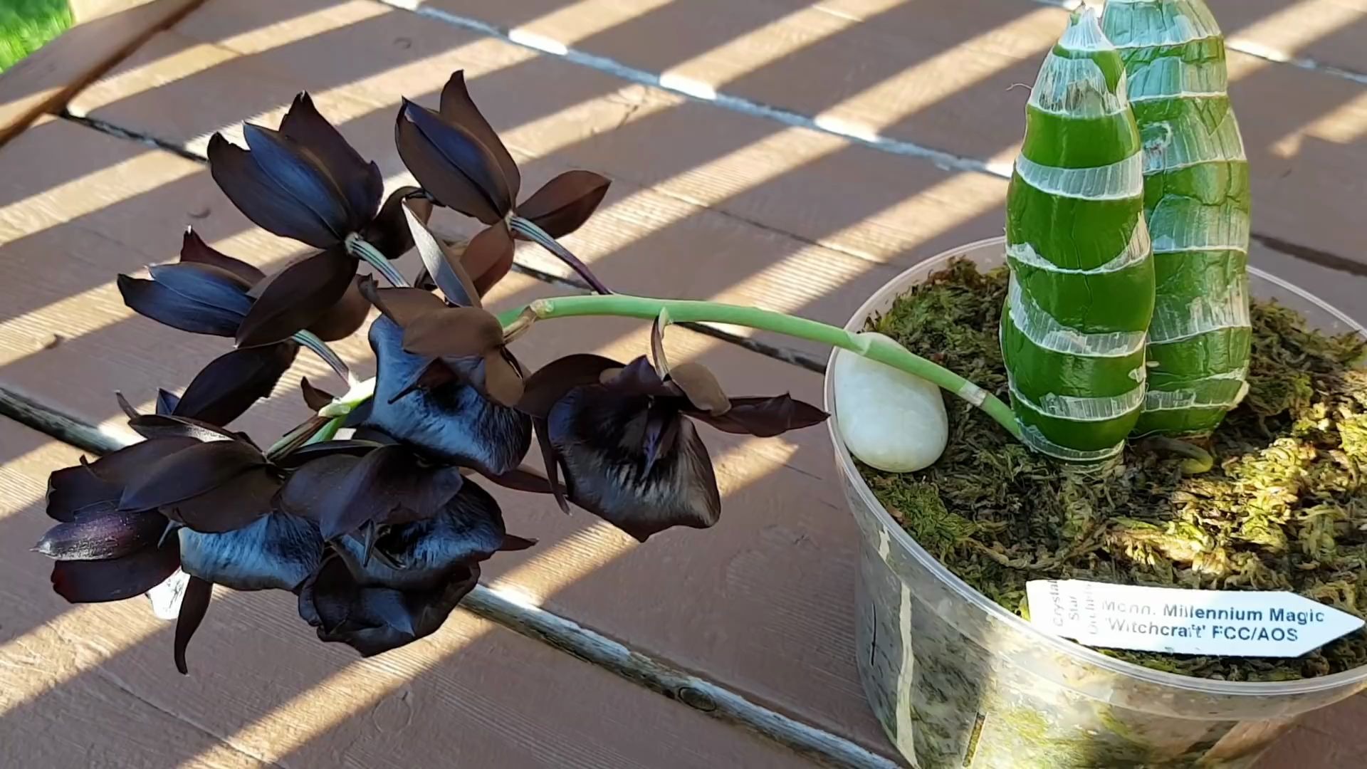 【苏菲sophie】黑天鹅兰 monnierara millennium magic witchcraft