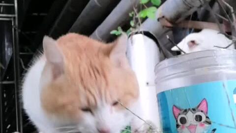 下饭警告 实拍肥橘吃粮 后面白猫都馋哭了 哔哩哔哩 下饭警告 实拍肥橘吃粮 后面白猫都馋哭了 哔哩哔哩